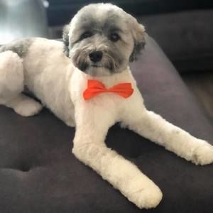 Meet your Posher, Diana